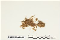 藏品(灰苔科)的圖片